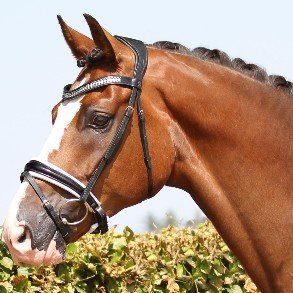 FW18 Bridles/browbands