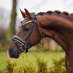 2018 *Bridle collection spring*