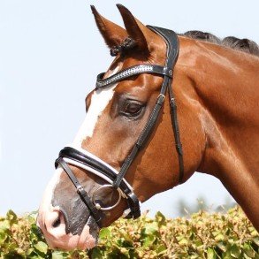 For the Horse